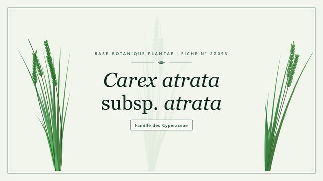 Carex atrata subsp. atrata : la laiche noire des prairies alpines Planche botanique stylisée de Carex atrata subsp. atrata, famille des Cyperaceae