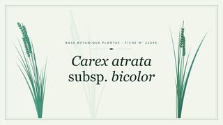 Planche botanique stylisée de Carex atrata subsp. bicolor