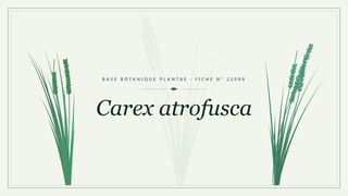 Planche botanique stylisée de Carex atrofusca