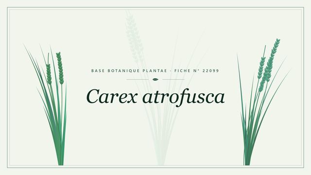 Carex atrofusca : fiche descriptive et taxonomie Planche botanique stylisée de Carex atrofusca