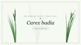 Planche botanique stylisée de Carex badia, famille des Cypéracées