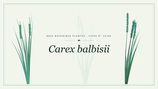 Planche botanique stylisée de Carex balbisii