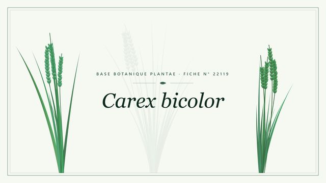 Carex bicolor : description, culture et usages ornementaux Planche botanique stylisée de Carex bicolor