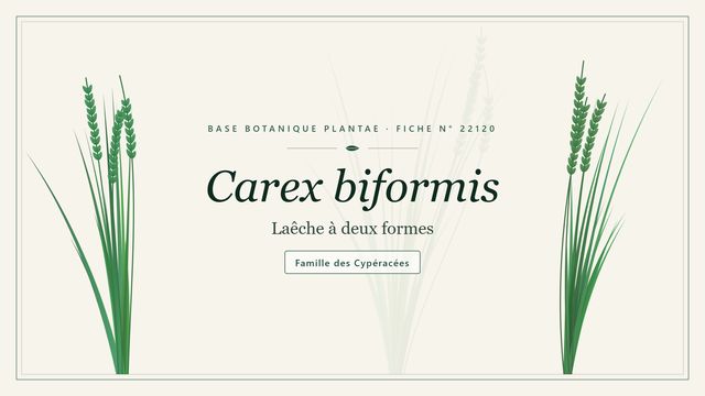 Carex biformis : points clés Planche botanique stylisée de Carex biformis (Laêche à deux formes), famille des Cypéracées