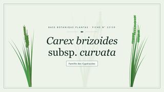 Planche botanique stylisée de Carex brizoides subsp. curvata, famille des Cypéracées