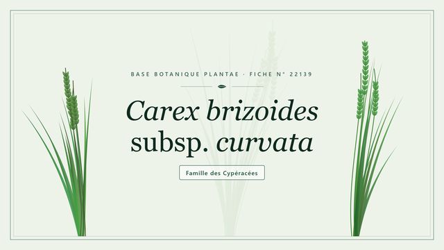Carex brizoides subsp. curvata : panorama Planche botanique stylisée de Carex brizoides subsp. curvata, famille des Cypéracées