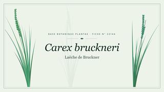 Planche botanique stylisée de Carex bruckneri (Laêche de Bruckner)