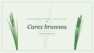 Planche botanique stylisée de Carex brunnea, famille des Cypéracées