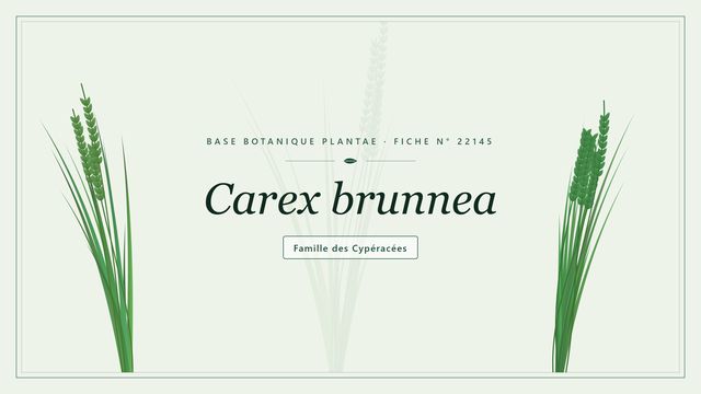 Carex brunnea : description, culture et rusticité de la laiche brunâtre Planche botanique stylisée de Carex brunnea, famille des Cypéracées