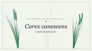 Planche botanique stylisée de Carex canescens (Laêche blanchissante)