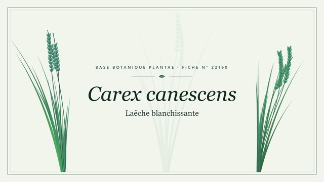 Carex canescens : repères utiles Planche botanique stylisée de Carex canescens (Laêche blanchissante)