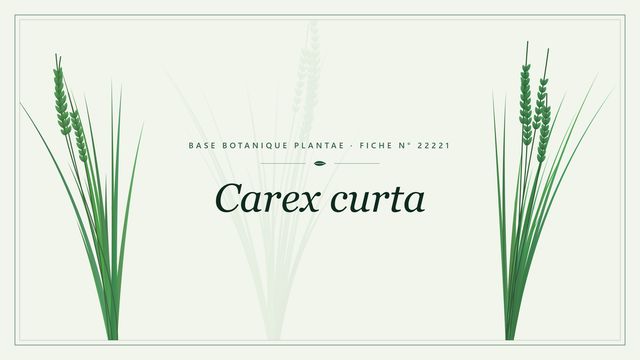 Carex curta : fiche descriptive et taxonomie Planche botanique stylisée de Carex curta