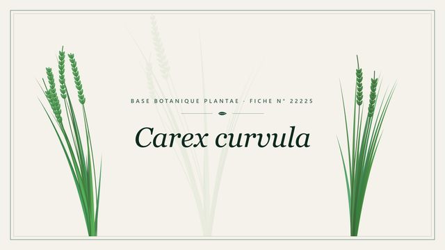 Carex curvula : fiche descriptive et taxonomie Planche botanique stylisée de Carex curvula