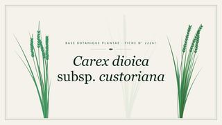 Planche botanique stylisée de Carex dioica subsp. custoriana