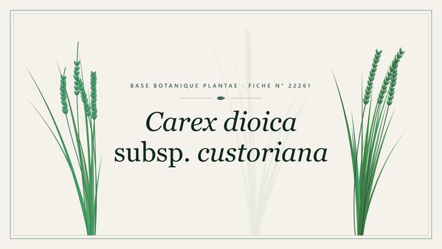 Carex dioica subsp. custoriana : fiche descriptive et taxonomie Planche botanique stylisée de Carex dioica subsp. custoriana