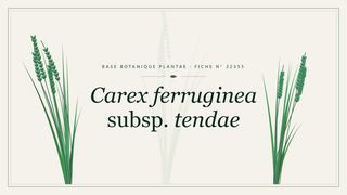 Planche botanique stylisée de Carex ferruginea subsp. tendae