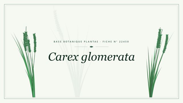 Carex glomerata : fiche descriptive et taxonomie Planche botanique stylisée de Carex glomerata