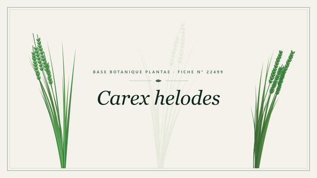 Carex helodes : fiche descriptive et taxonomie Planche botanique stylisée de Carex helodes