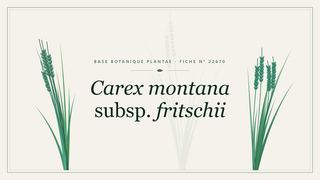 Planche botanique stylisée de Carex montana subsp. fritschii