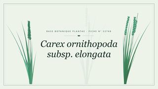 Planche botanique stylisée de Carex ornithopoda subsp. elongata