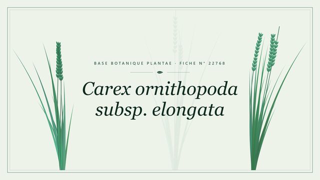 Carex ornithopoda subsp. elongata Planche botanique stylisée de Carex ornithopoda subsp. elongata