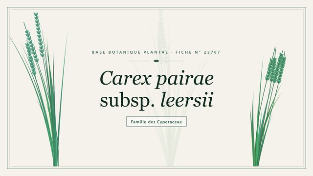 Carex pairae subsp. leersii : conseils et analyse Planche botanique stylisée de Carex pairae subsp. leersii, famille des Cyperaceae