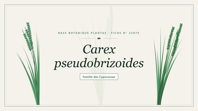 Carex pseudobrizoides : repères utiles Planche botanique stylisée de Carex pseudobrizoides, famille des Cyperaceae