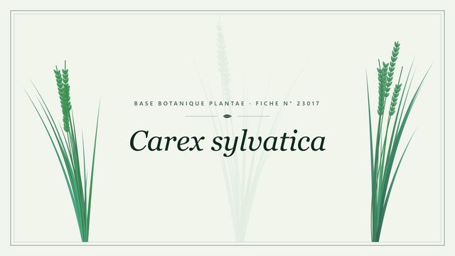 Carex sylvatica : fiche descriptive et taxonomie Planche botanique stylisée de Carex sylvatica