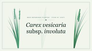 Planche botanique stylisée de Carex vesicaria subsp. involuta