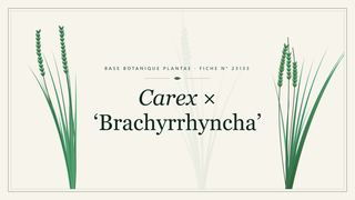 Planche botanique stylisée de Carex × ‘Brachyrrhyncha’
