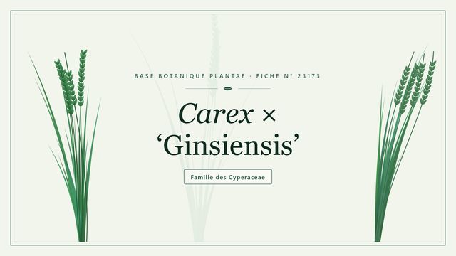 Carex × ginsiensis : guide complet Planche botanique stylisée de Carex × ‘Ginsiensis’, famille des Cyperaceae