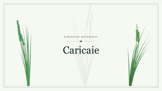 Illustration botanique stylisée du terme « Caricaie » du glossaire