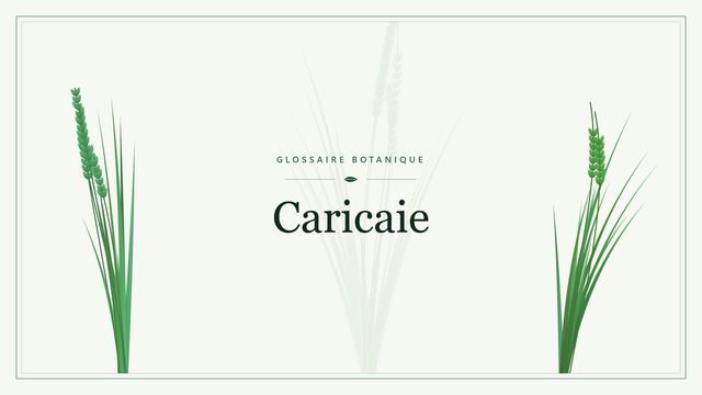 Caricaie : repères utiles Illustration botanique stylisée du terme « Caricaie » du glossaire