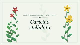 Planche botanique stylisée de Caricina stellulata