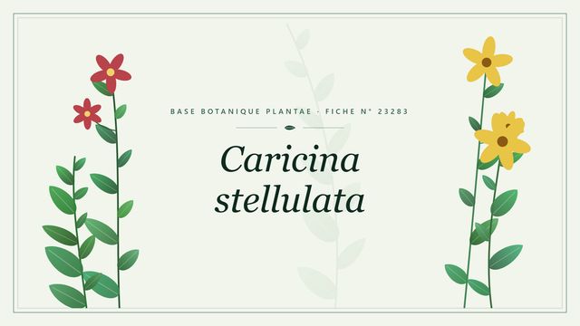 Caricina stellulata : fiche descriptive et taxonomie Planche botanique stylisée de Caricina stellulata