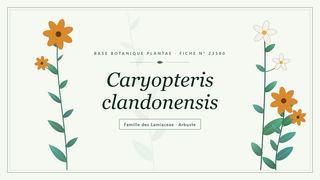Planche botanique stylisée de Caryopteris clandonensis, famille des Lamiaceae