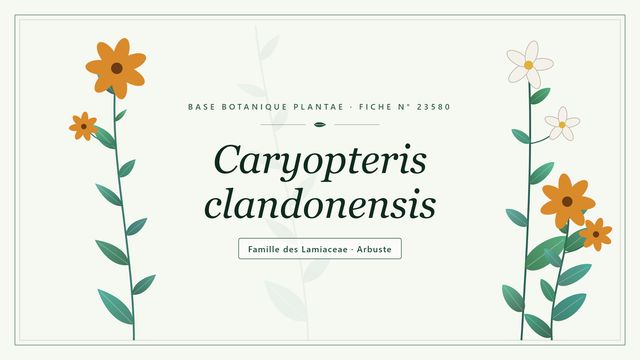 Caryopteris clandonensis : ce qu'il faut savoir Planche botanique stylisée de Caryopteris clandonensis, famille des Lamiaceae