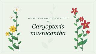 Planche botanique stylisée de Caryopteris mastacantha