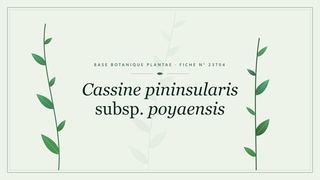 Planche botanique stylisée de Cassine pininsularis subsp. poyaensis