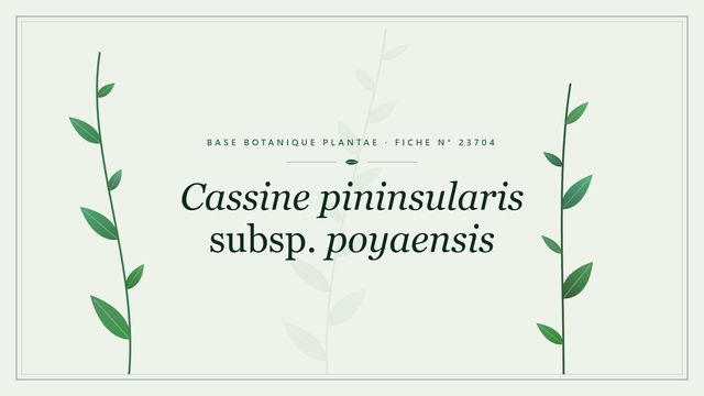 Cassine pininsularis subsp. poyaensis : fiche descriptive et taxonomie Planche botanique stylisée de Cassine pininsularis subsp. poyaensis