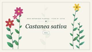 Planche botanique stylisée de Castanea sativa