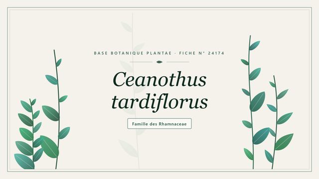 Ceanothus tardiflorus : le lilas californien qui fleurit tard Planche botanique stylisée de Ceanothus tardiflorus, famille des Rhamnaceae