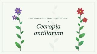 Planche botanique stylisée de Cecropia antillarum
