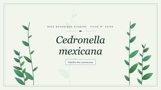 Planche botanique stylisée de Cedronella mexicana, famille des Lamiaceae