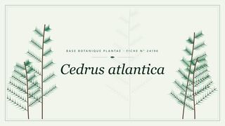 Planche botanique stylisée de Cedrus atlantica