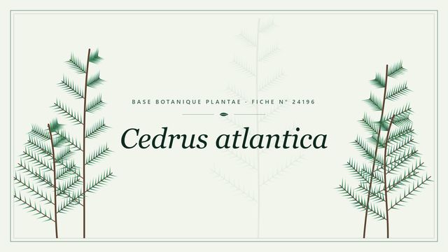 Cedrus atlantica : fiche descriptive et taxonomie Planche botanique stylisée de Cedrus atlantica