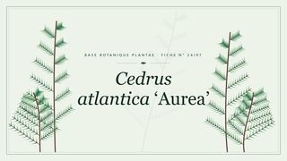 Planche botanique stylisée de Cedrus atlantica ‘Aurea’