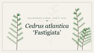 Planche botanique stylisée de Cedrus atlantica ‘Fastigiata’