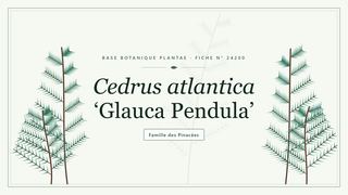 Planche botanique stylisée de Cedrus atlantica ‘Glauca Pendula’, famille des Pinacées