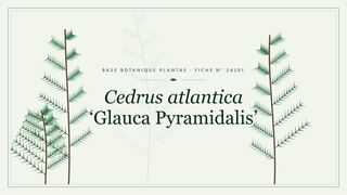 Planche botanique stylisée de Cedrus atlantica ‘Glauca Pyramidalis’